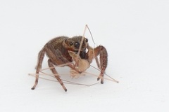 Hasarius adansoni