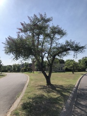 Erythrina crista-galli