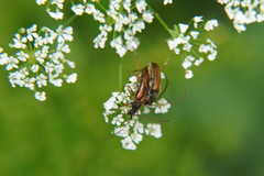 Alosterna tabacicolor