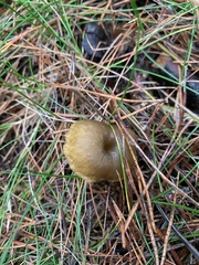 Craterellus tubaeformis