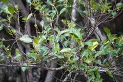 Ficus densifolia