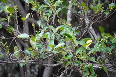 Ficus densifolia