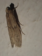 Ectomyelois ceratoniae