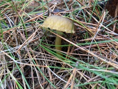 Craterellus tubaeformis