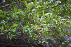 Ficus densifolia