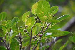 Ficus densifolia