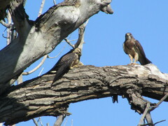 Coluber constrictor flaviventris