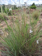 Chlorophytum