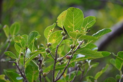 Ficus densifolia