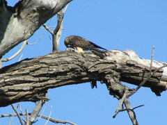 Coluber constrictor flaviventris