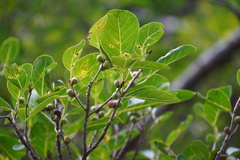 Ficus densifolia