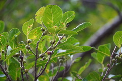 Ficus densifolia