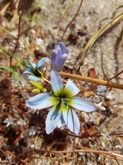 Ixia monadelpha