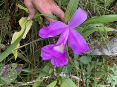 Sobralia