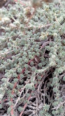 Camphorosma monspeliaca