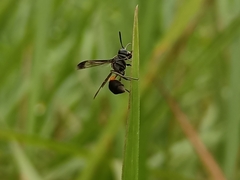 Ropalidia sumatrae