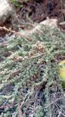 Camphorosma monspeliaca