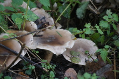 Clitocybe nebularis