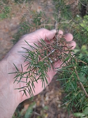 Juniperus rigida