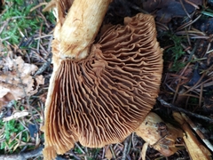 Aureonarius limonius