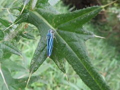 Poecilocarda cosmopolita