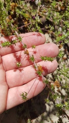 Aspalathus retroflexa bicolor