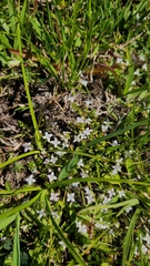 Oldenlandia salzmannii