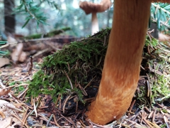 Aureonarius limonius