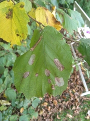 Phyllonorycter coryli
