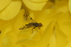 Dioxyna bidentis