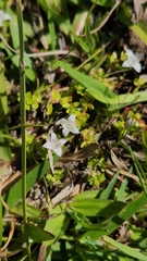 Oldenlandia salzmannii