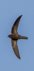 Apus pallidus
