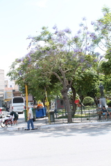 Jacaranda mimosifolia