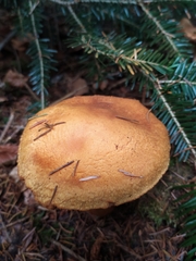 Aureonarius limonius