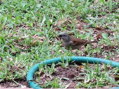 Passer diffusus stygiceps
