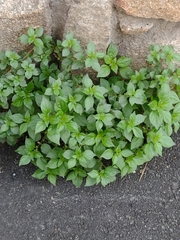 Parietaria judaica