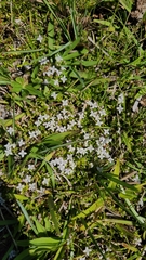 Oldenlandia salzmannii