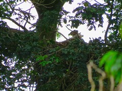 Stephanoaetus coronatus