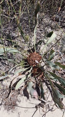 Protea acaulos