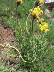 Lasiosiphon kraussianus