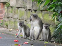 Chlorocebus pygerythrus pygerythrus