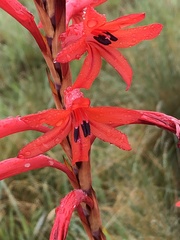 Watsonia gladioloides