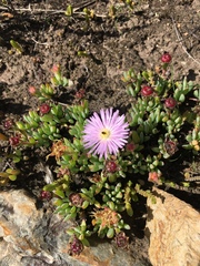Lampranthus spectabilis