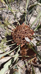 Protea acaulos