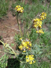 Lasiosiphon kraussianus