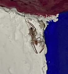 Ammotrechidae