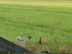 Dicrurus macrocercus cathoecus