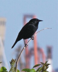 Agelasticus cyanopus