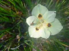 Dietes bicolor