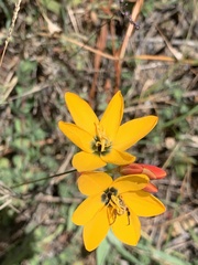 Ixia dubia